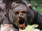 https://image.noelshack.com/fichiers/2019/23/2/1559664385-wawrinka-grizzly.png