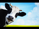 https://image.noelshack.com/fichiers/2019/23/6/1560020800-vache.jpg