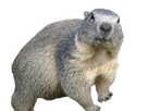 https://image.noelshack.com/fichiers/2019/23/7/1560102337-marmota-marmota-alpes2.png