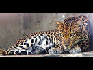 https://image.noelshack.com/fichiers/2019/24/2/1560252735-indochinese-leopard.jpg