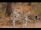 https://image.noelshack.com/fichiers/2019/24/2/1560253105-indian-leopard.jpg