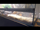 Problème pour avoir une température correcte au point chaud (pantherophis guttatus) 1560282827-p-20190611-131543
