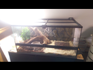 Problème pour avoir une température correcte au point chaud (pantherophis guttatus) 1560282839-p-20190611-131529