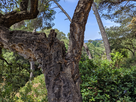https://image.noelshack.com/minis/2019/25/4/1561033146-arbre-gcam.png