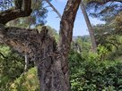 https://image.noelshack.com/minis/2019/25/4/1561033171-arbre-app.png