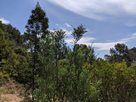 https://image.noelshack.com/minis/2019/25/4/1561033365-nature-gcam.png