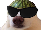 https://www.noelshack.com/2019-25-5-1561068676-chien-melon-cool.png