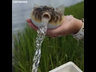 https://image.noelshack.com/fichiers/2019/25/6/1561235155-poisson-fugu-vide-eau.jpg