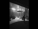 https://image.noelshack.com/fichiers/2019/25/7/1561301961-aqua-7.jpg
