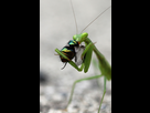 https://image.noelshack.com/fichiers/2019/26/2/1561449809-south-african-praying-mantis-eating-a-fly.jpg