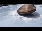 https://image.noelshack.com/fichiers/2019/26/3/1561576026-img.gif