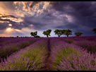 https://image.noelshack.com/fichiers/2019/27/3/1562109617-lavenders-lines-v3.jpg