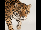 https://www.noelshack.com/2019-27-4-1562266542-fredric-jaguar.jpg