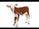 https://image.noelshack.com/fichiers/2019/27/5/1562311429-istockphoto-155004548-1024x1024.jpg
