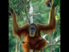 https://image.noelshack.com/fichiers/2019/27/5/1562360453-orang-outan.jpg