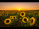 https://image.noelshack.com/fichiers/2019/27/7/1562498910-sunflower-power.jpg