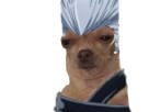 https://image.noelshack.com/fichiers/2019/28/2/1562691390-chien-polnareff.jpg