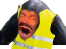 https://image.noelshack.com/fichiers/2019/28/6/1563032758-1542468672-risisinge-jaune.png