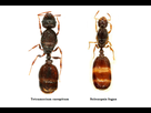 https://image.noelshack.com/fichiers/2019/29/3/1563394245-solenopsis-fugax-i-tetramorium-caespitum.png