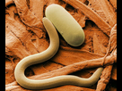 https://image.noelshack.com/fichiers/2019/29/5/1563536797-nematode.jpg