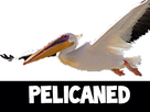 https://image.noelshack.com/fichiers/2019/32/6/1565390032-pelican.png