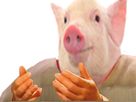 https://image.noelshack.com/fichiers/2019/32/6/1565456679-1558960619-pigwtf.png