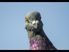 https://www.noelshack.com/2019-33-4-1565866672-apa-2016-a1-2055-4-rock-pigeon-laura-perrotta-kk.jpg