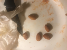 https://image.noelshack.com/fichiers/2019/33/4/1565889329-1555626355-img-7992.jpg