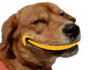 https://image.noelshack.com/fichiers/2019/33/4/1565898119-dog-amazon.png