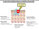 https://image.noelshack.com/fichiers/2019/33/6/1566020001-fig-1-article-barriere-epidermique-d87cb.png