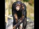 https://image.noelshack.com/fichiers/2019/33/6/1566049726-chimpanze-2-600.jpg