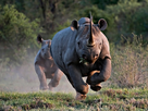 https://image.noelshack.com/fichiers/2019/34/2/1566325052-rhinoceros-charge.jpg