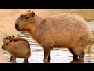 https://image.noelshack.com/fichiers/2019/34/3/1566404255-k-pybara.jpg