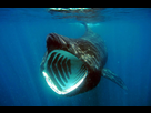 https://www.noelshack.com/2019-34-4-1566426472-basking-shark-jidanchaomain.jpg