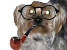 https://image.noelshack.com/fichiers/2019/34/5/1566542126-1561080956-ccjv.png
