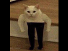 https://image.noelshack.com/fichiers/2019/34/7/1566688178-kylo-ren-cat.jpg