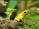 https://www.noelshack.com/2019-35-6-1567204801-phyllobates-terribilis.jpg