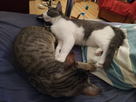 https://image.noelshack.com/minis/2019/36/5/1567807141-img-20190811-215243.png