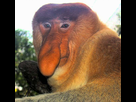 https://image.noelshack.com/fichiers/2019/37/3/1568201446-f3a09cc853-50037156-619px-portrait-of-a-proboscis-monkey.jpg