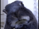 https://image.noelshack.com/minis/2019/38/7/1569110350-lapin.png