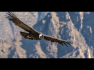 https://image.noelshack.com/fichiers/2019/38/7/1569153362-subject-andean-condor.jpg