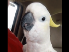 https://image.noelshack.com/minis/2019/39/2/1569285564-perroquet-screamer-l.png