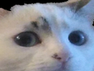https://image.noelshack.com/minis/2019/41/1/1570436317-605747772443852830.png