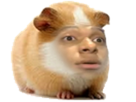 https://www.noelshack.com/2019-41-3-1570630180-1530010882-mbapphamster.png