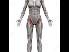 https://image.noelshack.com/fichiers/2019/41/3/1570642857-58756514-adductor-brevis-et-muscle-long-adducteur-muscles-anatomie-isole-sur-blanc-illustration-3d.jpg