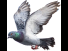 https://image.noelshack.com/fichiers/2019/41/5/1570758432-7d7e7fc68d-113437-intelligence-pigeon-removebg-preview.png