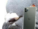 https://image.noelshack.com/fichiers/2019/41/7/1570924783-sticker-pigeon-iphone-11.png