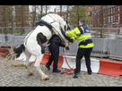 https://image.noelshack.com/fichiers/2019/42/3/1571183085-policier-cheval.jpg