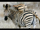 https://www.noelshack.com/2019-44-6-1572735482-zebre-burchell-equus-burchelli-dans-parc-naturel-kruger-afrique-sud-0-730-400.jpg