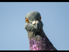 https://image.noelshack.com/fichiers/2019/45/3/1573055024-apa-2016-a1-2055-4-rock-pigeon-laura-perrotta-kk.jpg